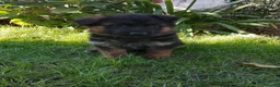 Pastor Alemán perros en venta: Cacharro de pastor alemán  - Anuncio 4