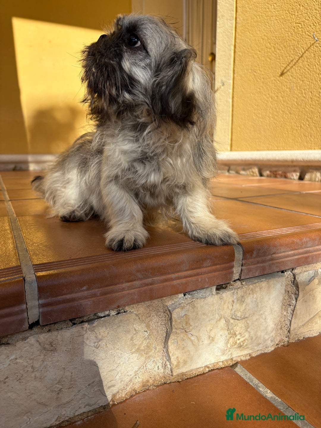 Pekinés perros en venta: Pekines imperial hembra preciosa  - Anuncio 33