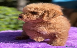 Maltipoo perros en venta: Maltipoo roja  - Imagen 4
