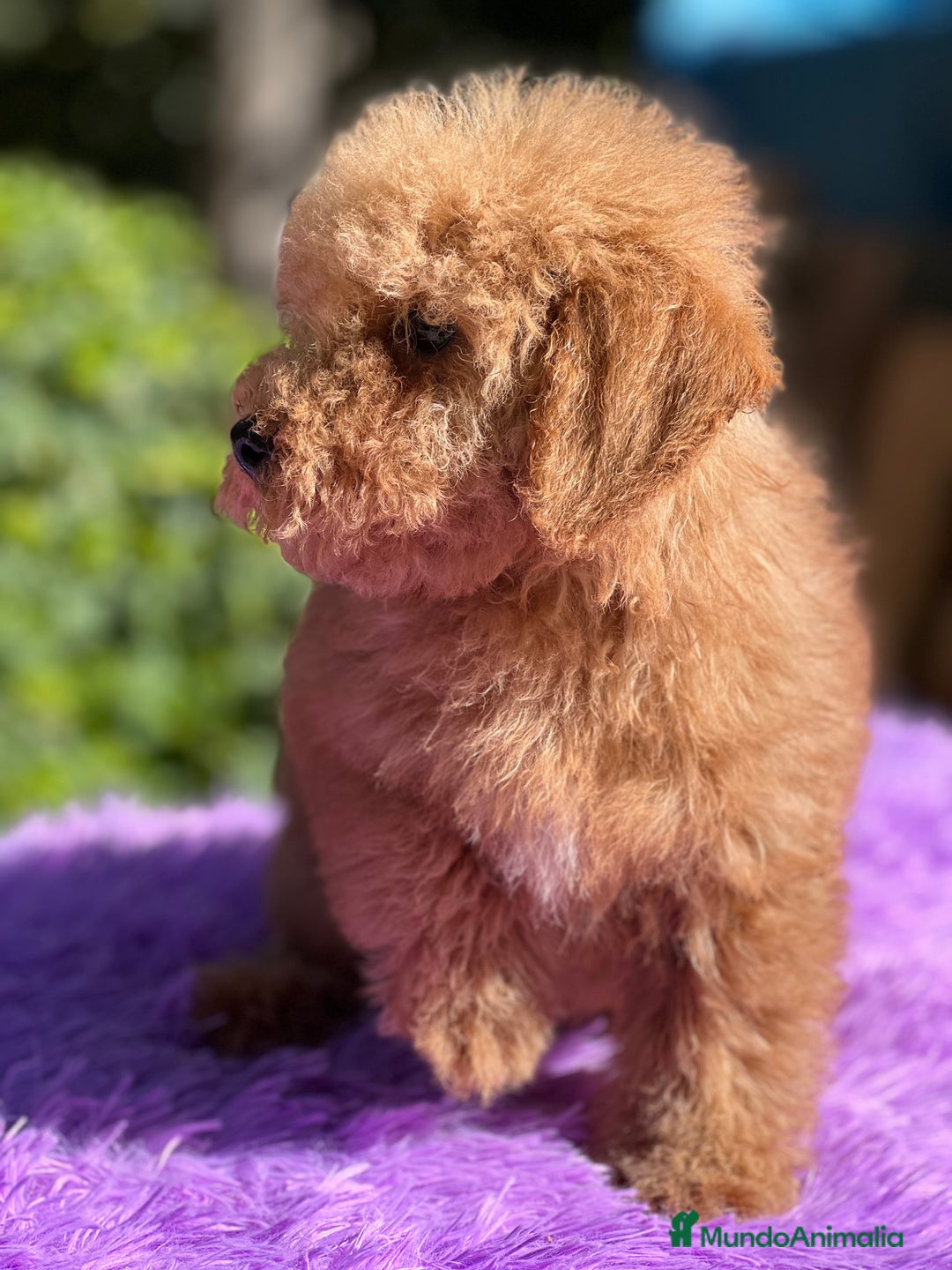 Maltipoo perros en venta: Maltipoo roja  - Imagen 4