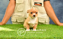 Chihuahua perros en venta: 🐾 Chihuahua autenticos con padres a la vista 🐾  en Rubena - Imagen 2