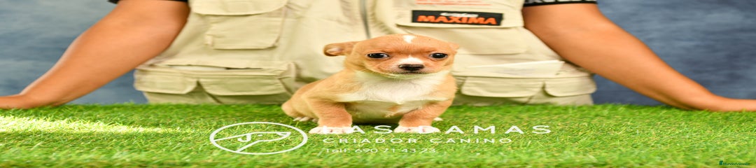 Chihuahua hembra crema