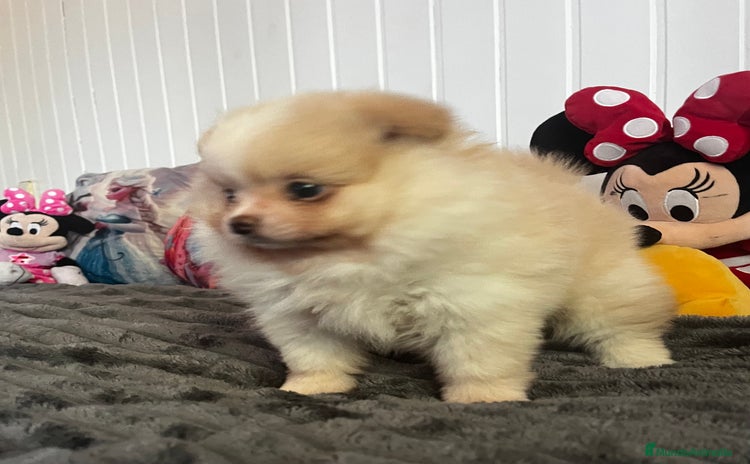 Pomerania perros Pomerania  - Anuncio 1