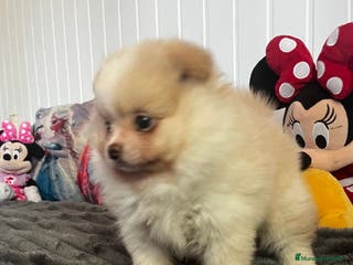 Pomerania perros Pomerania - Anuncio 19