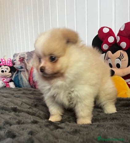 Pomerania perros Pomerania - Anuncio 8