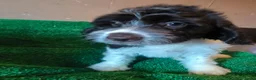 Perro de Agua Español perros en venta: Cachorros perro de agua  - Anuncio 2