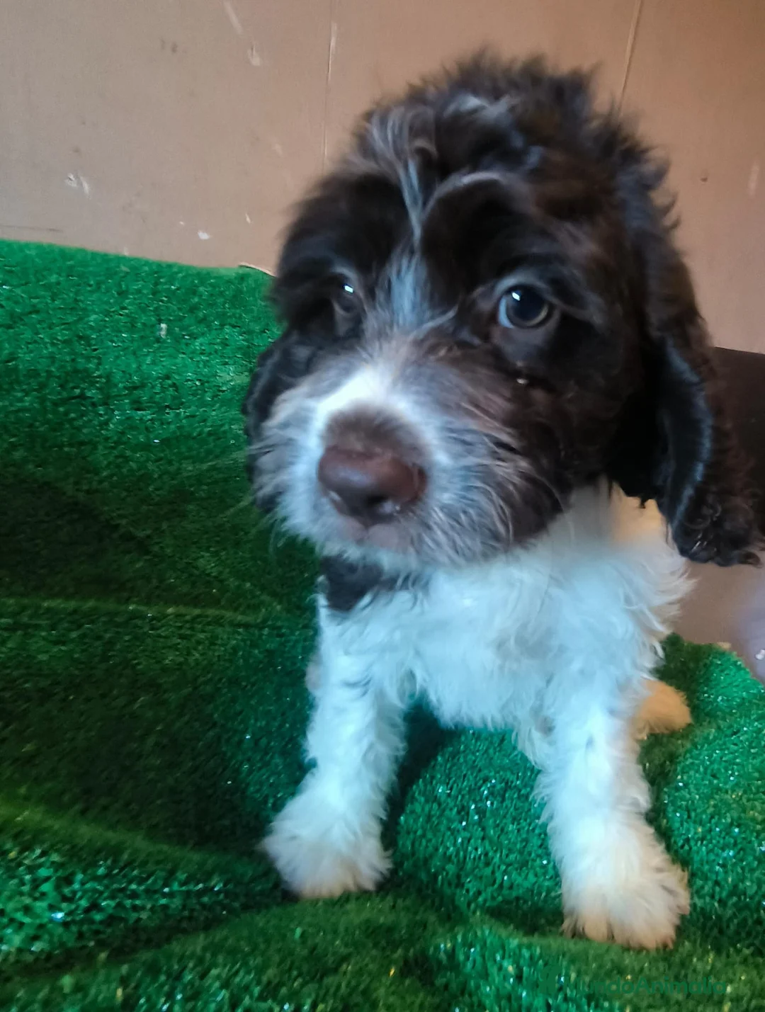 Perro de Agua Español perros en venta: Cachorros perro de agua  - Anuncio 2