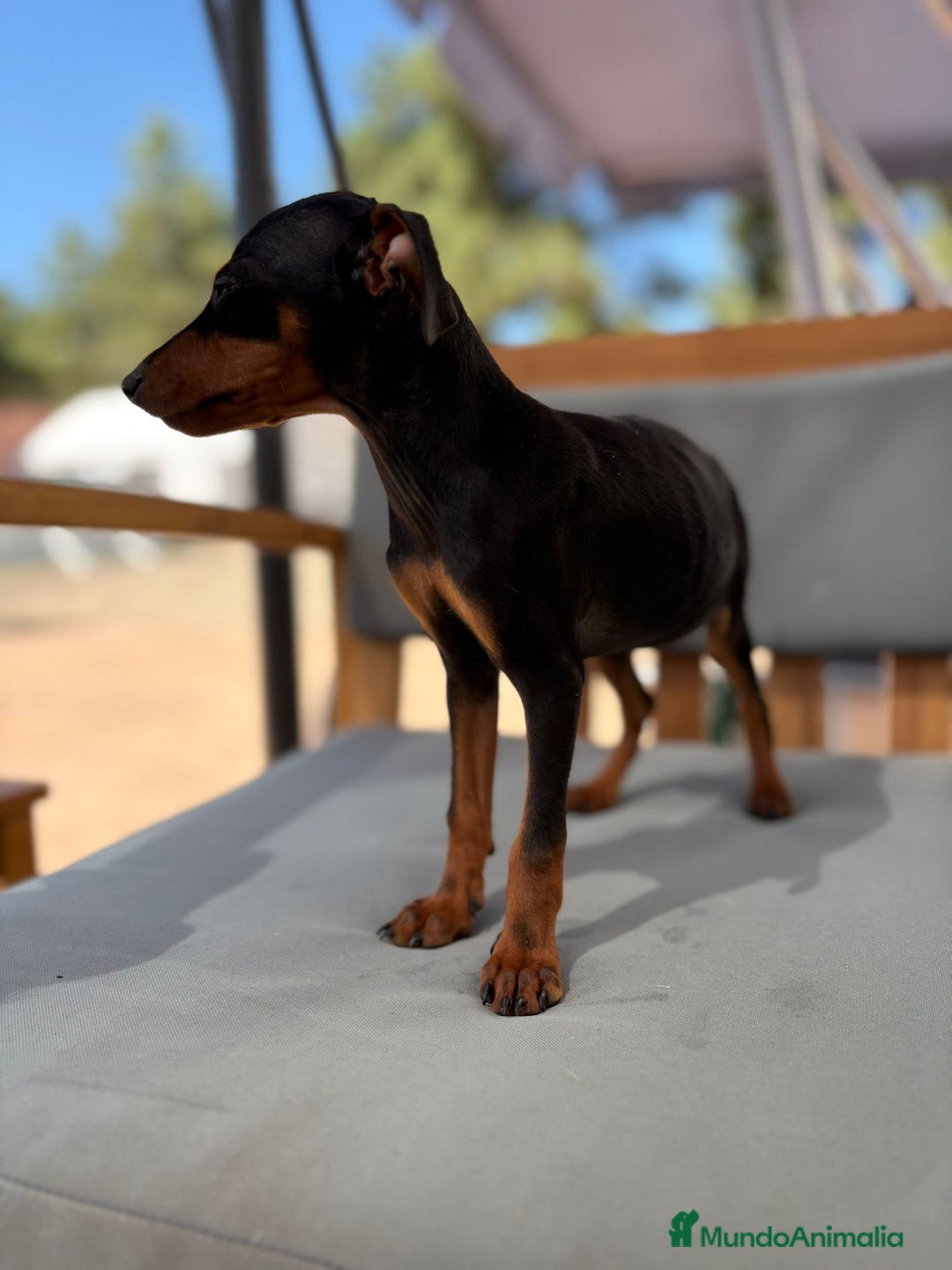 Pinscher Miniatura perros en venta: Mini-pinscher hembra  - Imagen 3
