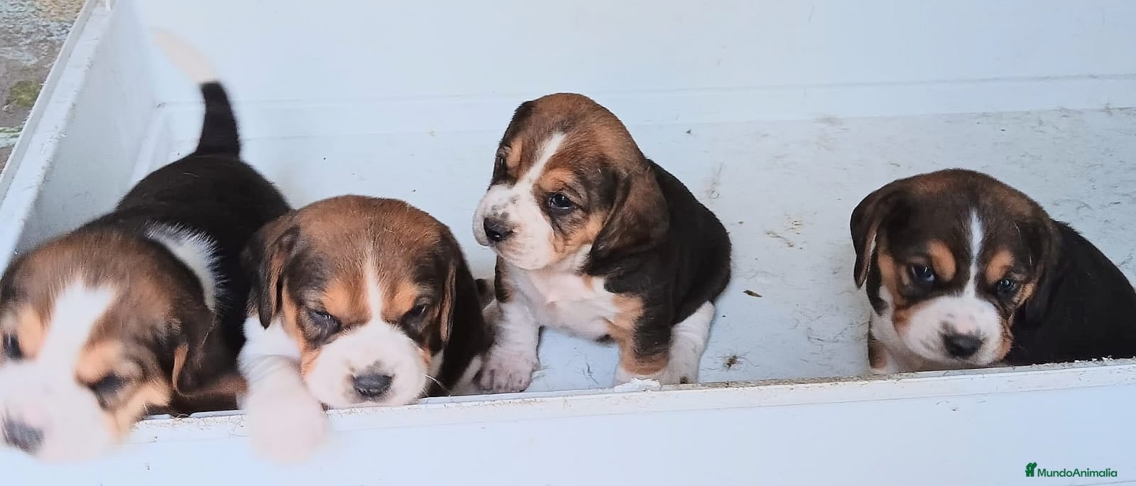 Beagle perros Beagle  - Anuncio 1