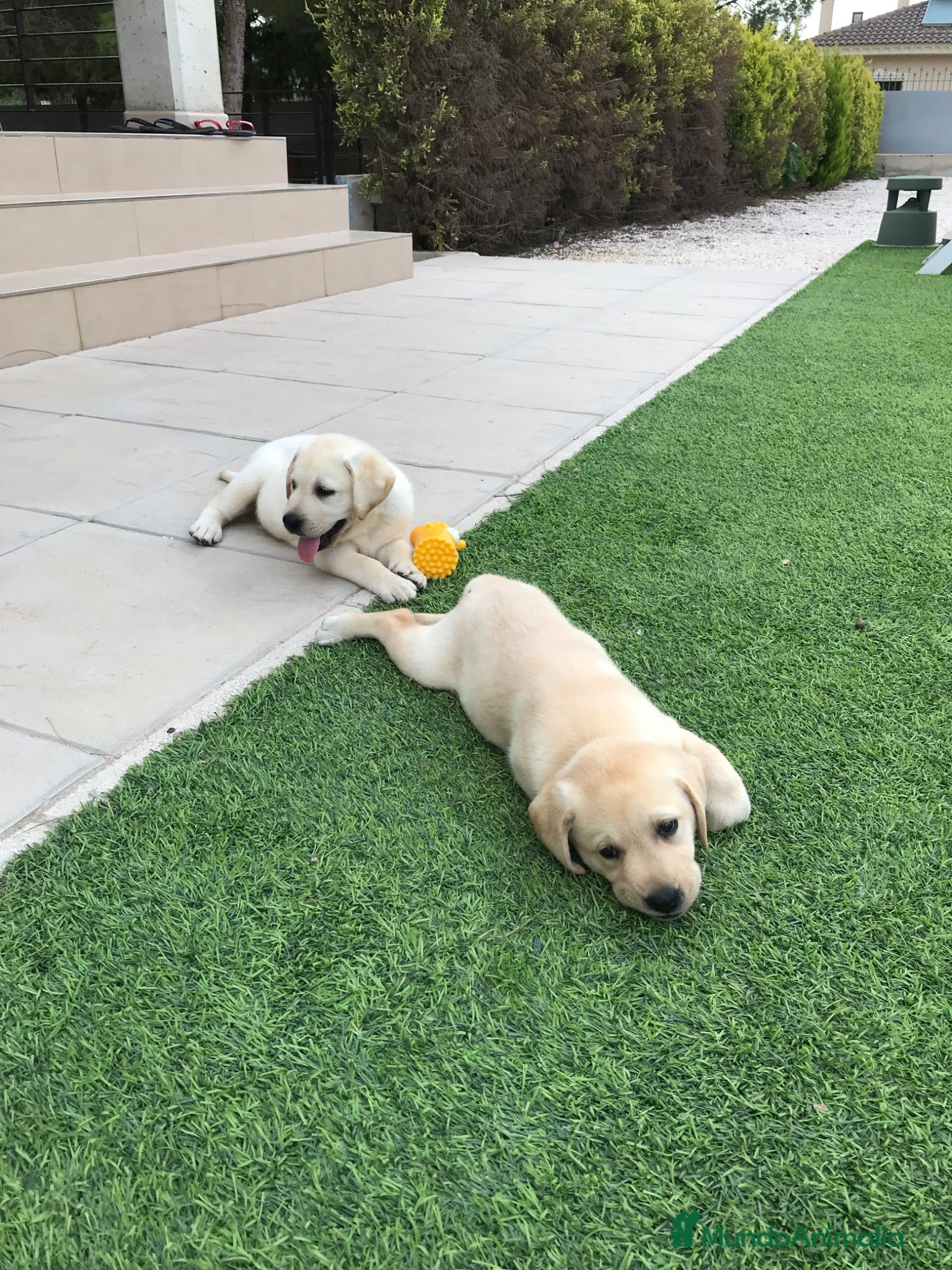 Labrador Retriever perros en venta: Cachorros labrador crema con pedigree  - Anuncio 5
