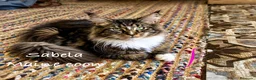 Maine Coon gatos en venta: Afijo Rey-Diez Cattery  - Anuncio 4