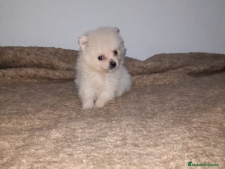 Pomerania perros en Badajoz - Anuncio 41