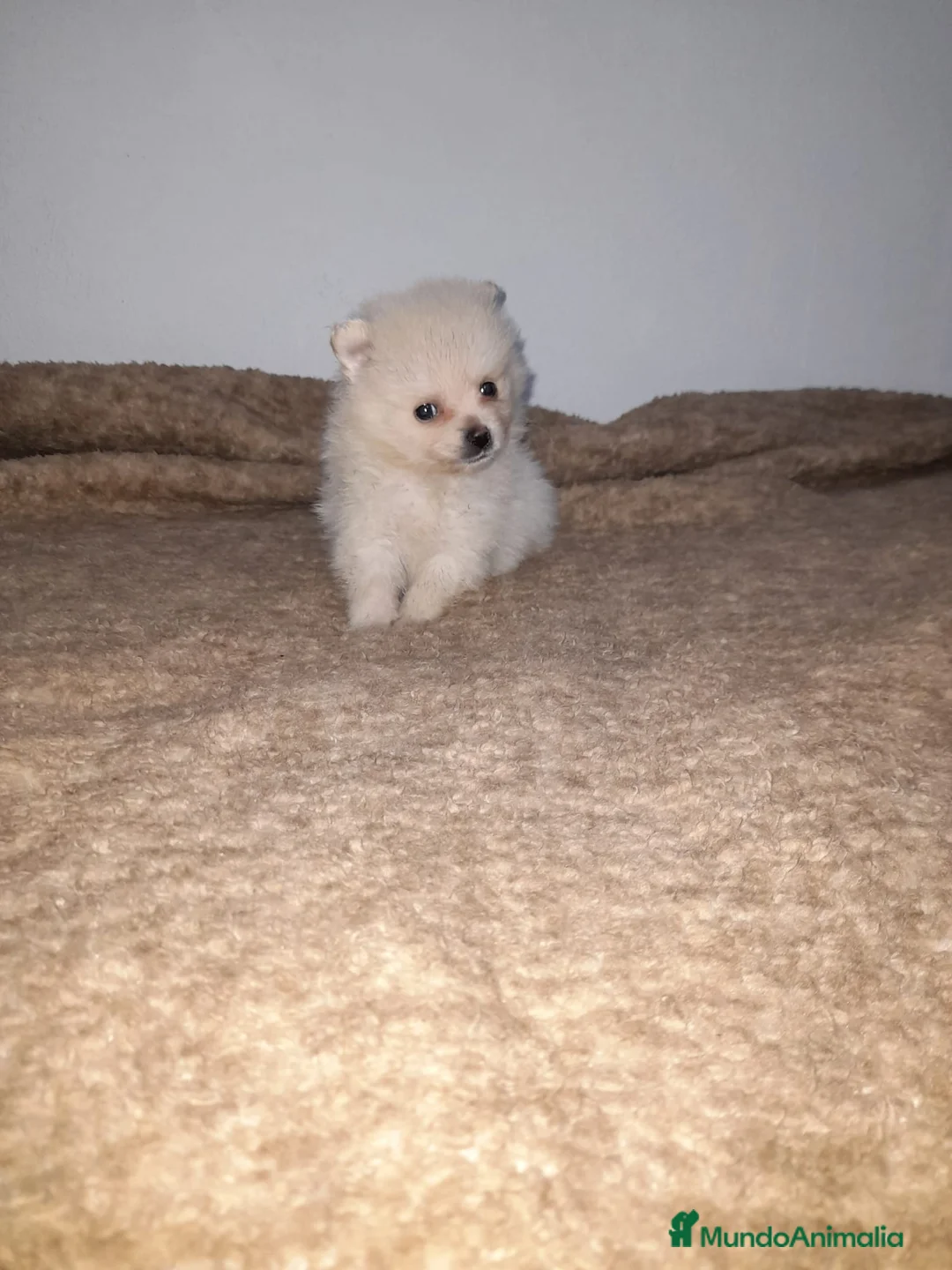 Pomerania perros en venta: Pomerania de Lulú en Badajoz - Anuncio 1