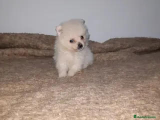 Pomerania perros Pomerania de Lulú en Badajoz - Anuncio 38