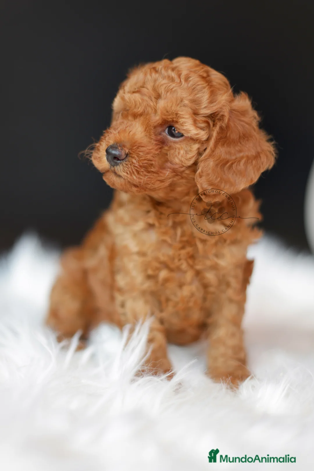 Caniche Toy perros en venta: Caniche toy roja - Anuncio 5