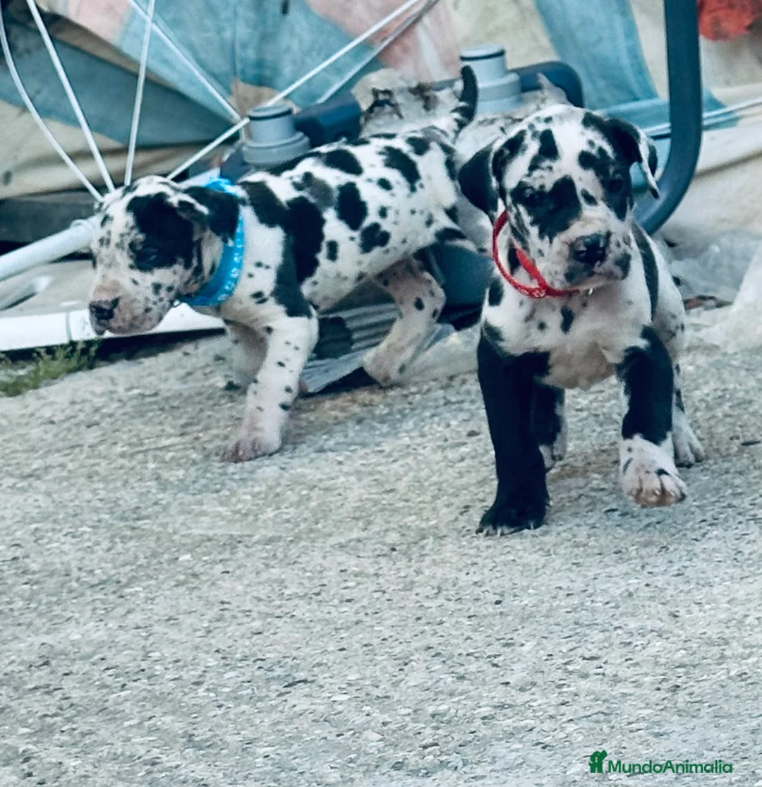 Dogo Alemán perros en venta: Cachorros de dogo aleman - Anuncio 11