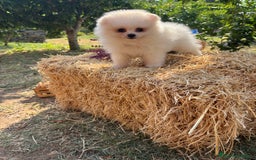 Pomerania perros en venta: Pomerania hembra y macho - Imagen 2