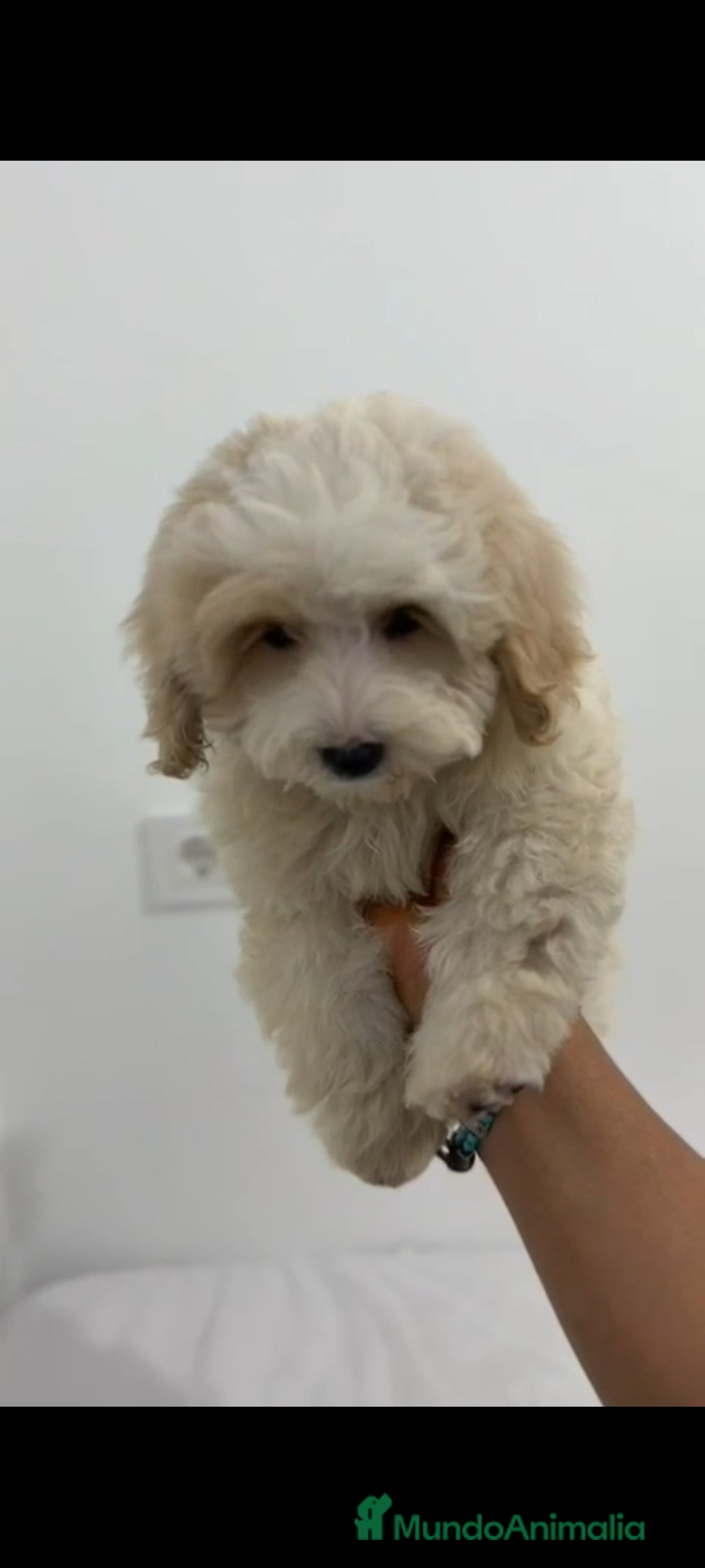 Maltipoo perros en venta: Último maltipoo toy!! - Anuncio 2
