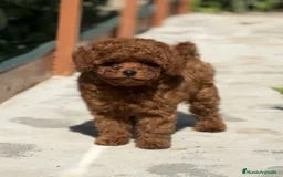 Caniche Toy perros en venta: caniche - Imagen 3