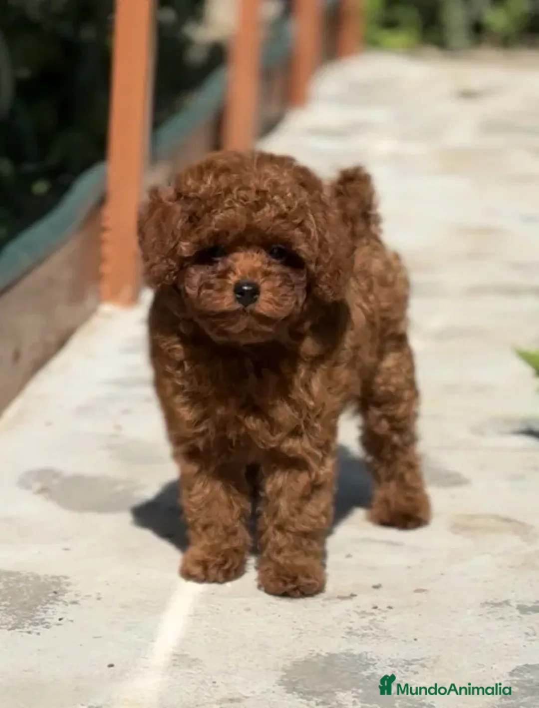 Caniche Toy perros en venta: caniche - Imagen 3