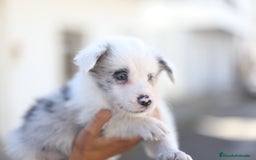 Border Collie perros en venta: Cachorros Border Collie  - Imagen 16