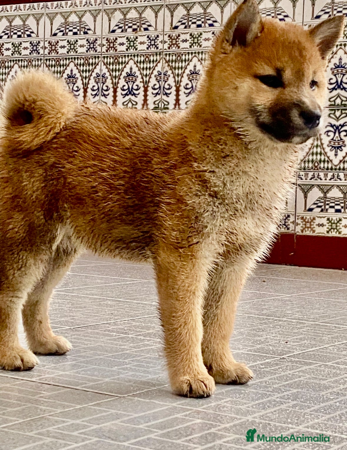 Shiba Inu perros Exclusivos Shiba Inu  - Anuncio 4