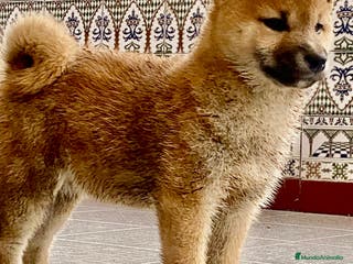 Shiba Inu perros Shiba Inu de gran calidad y tipicidad - Anuncio 14