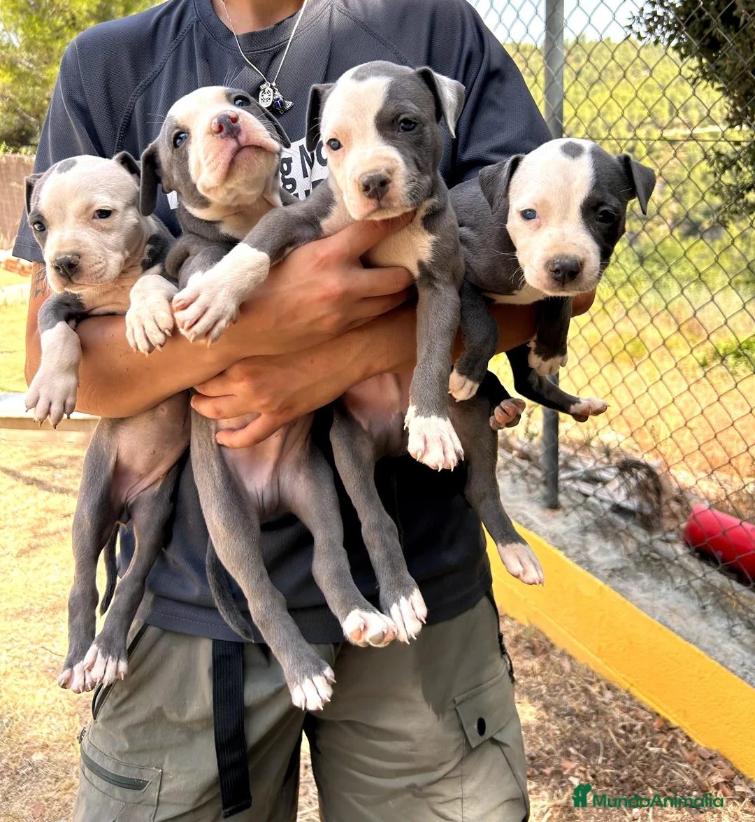 American Staffordshire-Terrier perros en venta: Amstaff blue - Anuncio 1
