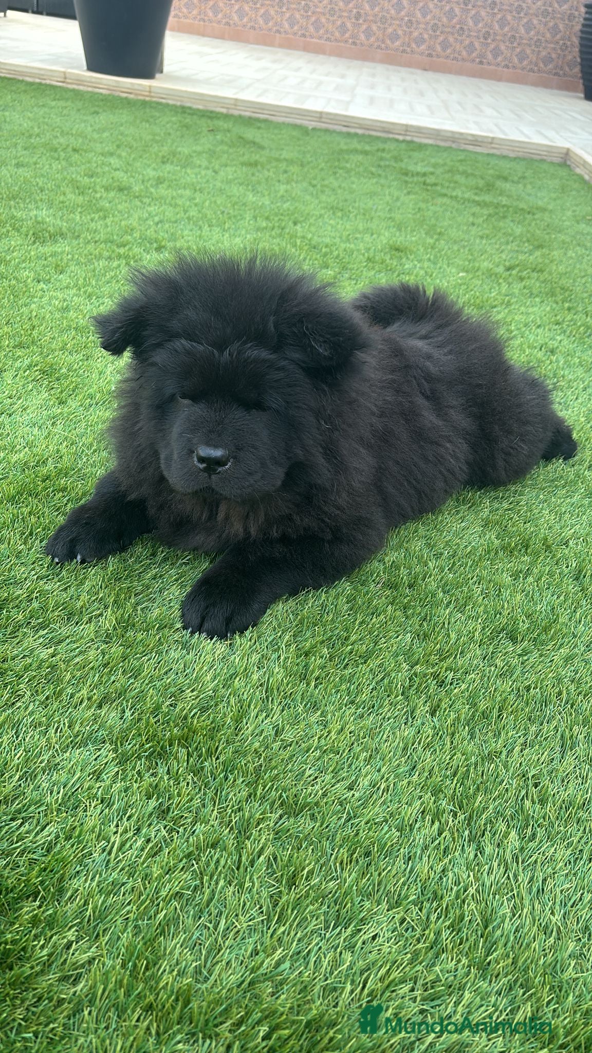 Chow Chow perros Chow chow - Anuncio 35