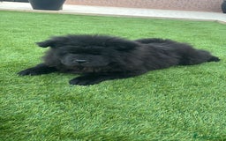 Chow Chow perros en venta: Chow chow - Anuncio 1