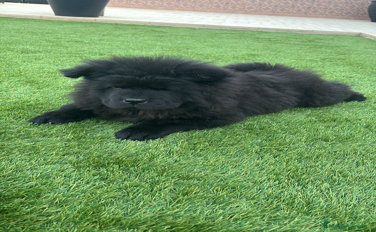 Chow Chow perros Chow chow - Anuncio 2