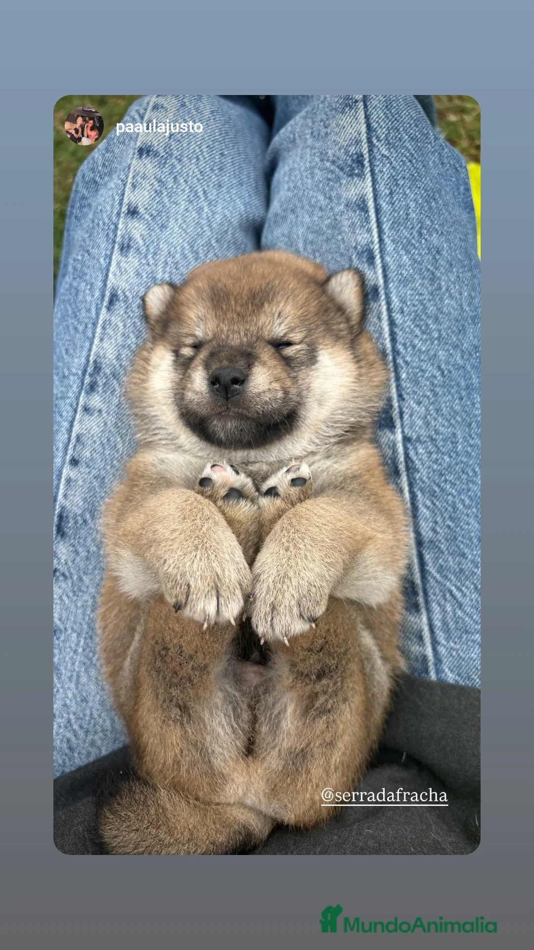 Shiba Inu perros en venta: SHIBA INU - Imagen 1