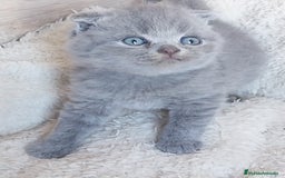 Británico de Pelo Corto gatos en venta: British Blue  - Imagen 6