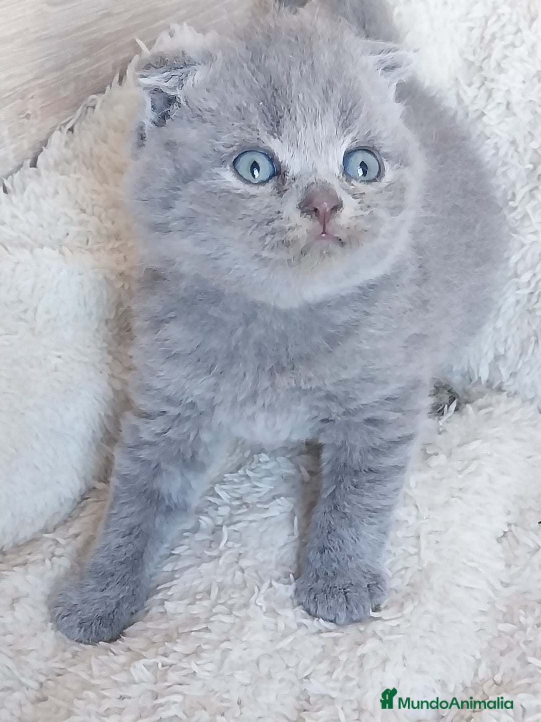 Británico de Pelo Corto gatos en venta: British Blue  - Imagen 6