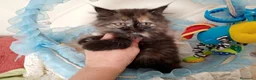 Himalayo gatos en venta: Gatito persa himalayo listo para entregar - Anuncio 7