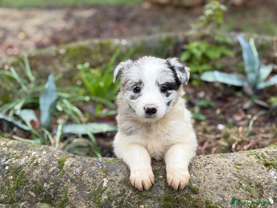 Border Collie perros en venta: 🐾 Preciosos Border Collie con pedigree 🐾 - Anuncio 9