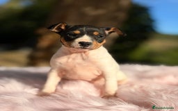 Ratonero Bodeguero Andaluz perros en venta: Bodeguero ratonero andaluz - Anuncio 1