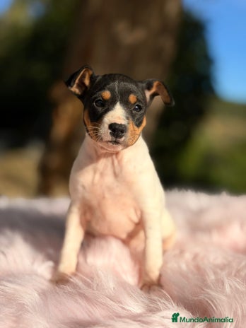 Ratonero Bodeguero Andaluz perros Bodeguero ratonero andaluz - Anuncio 1