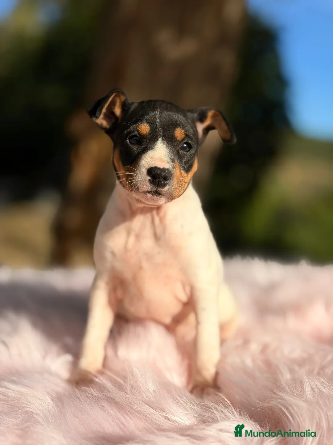 Ratonero Bodeguero Andaluz perros en venta: Bodeguero ratonero andaluz - Anuncio 1