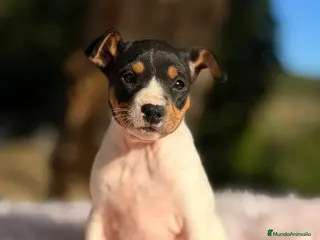 Ratonero Bodeguero Andaluz perros Bodeguero ratonero andaluz - Anuncio 1