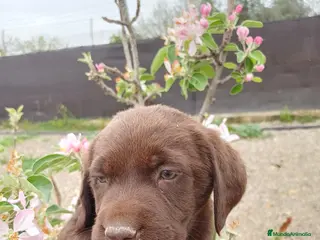 Labrador Retriever perros Disponibles preciosos labradores chocolate en Málaga - Anuncio 1
