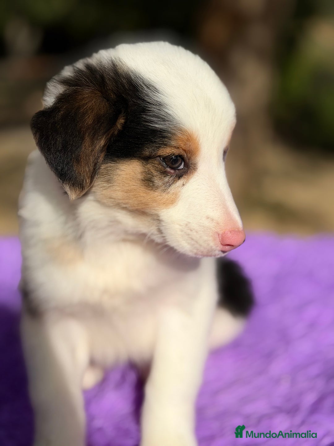 Border Collie perros en venta: Border collie Merle  - Anuncio 6