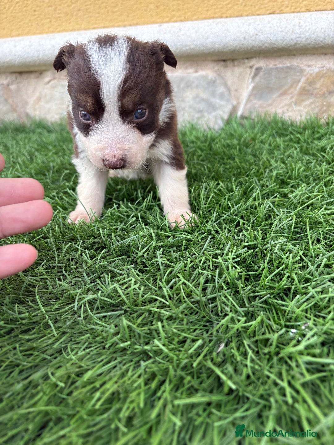 Border Collie perros en venta: Border Collie hembra chocolate  - Anuncio 11