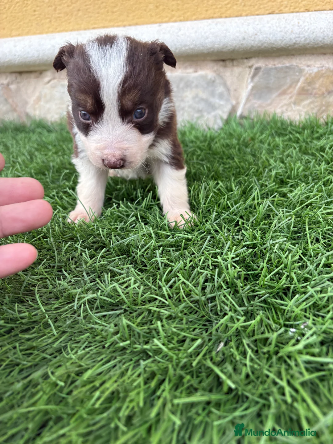 Border Collie perros en venta: Border Collie hembra chocolate  - Anuncio 11