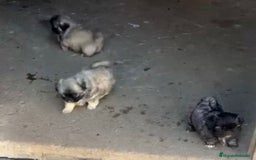Shih Tzu perros en venta: SHIH TZU  - Imagen 7