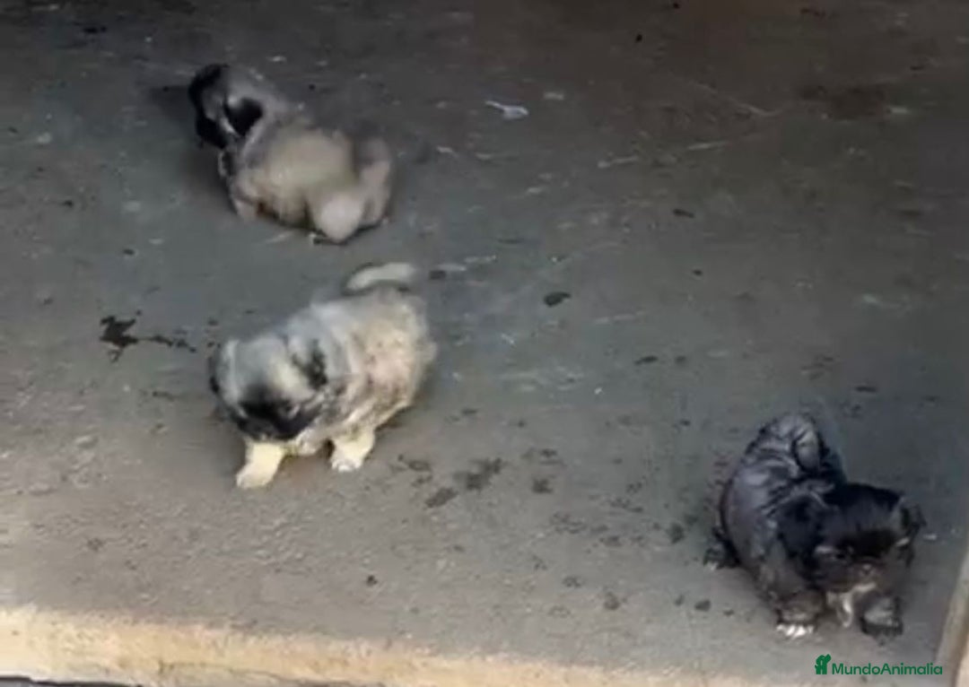 Shih Tzu perros en venta: SHIH TZU  - Imagen 7