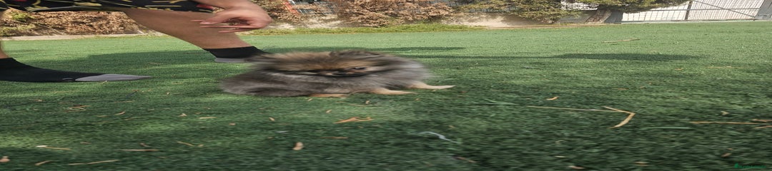 Pomerania Cachorro 2