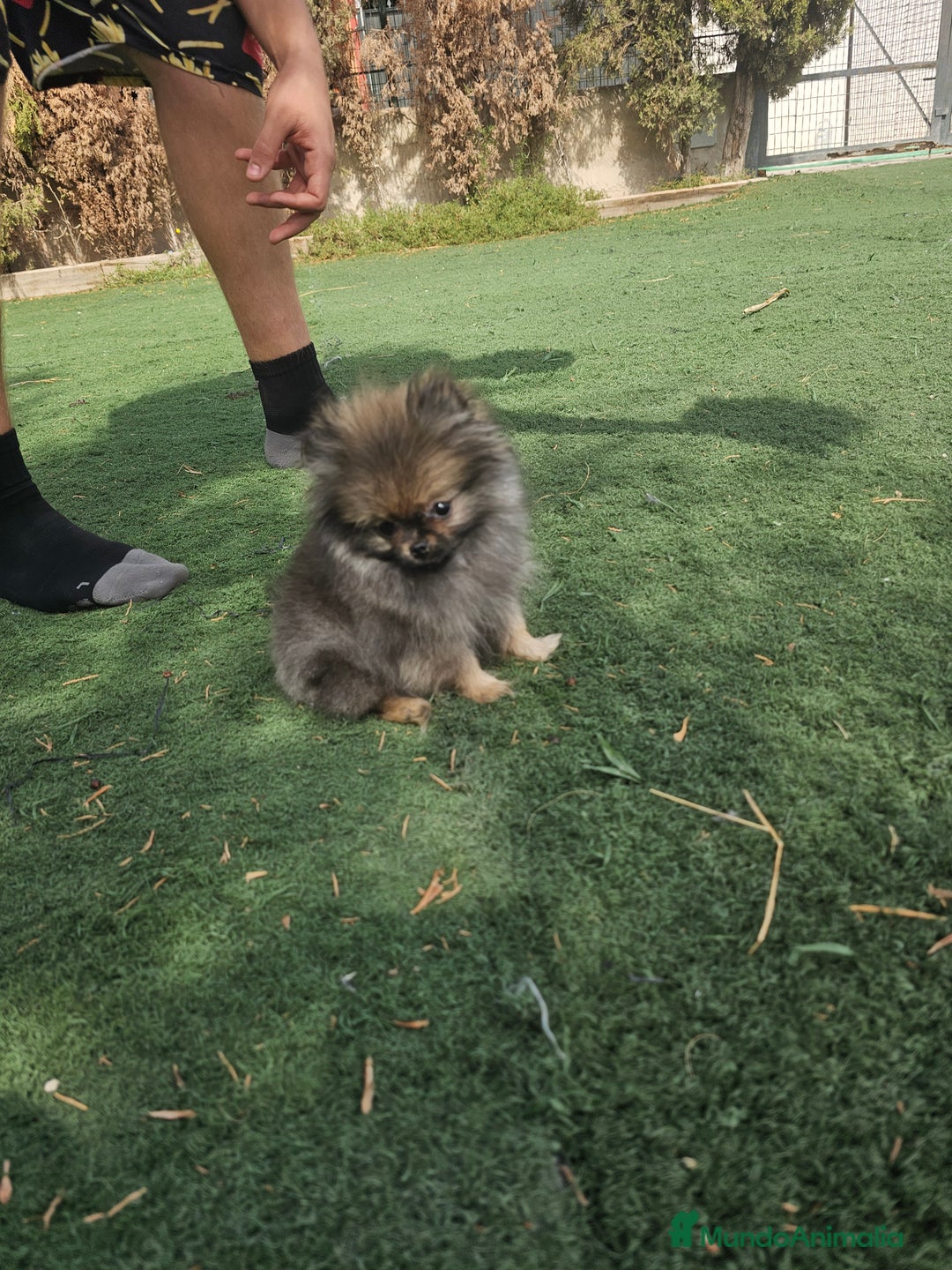Pomerania perros en venta: Lulu de pomerania miniatura  - Imagen 5