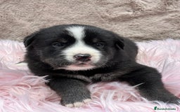 Otras razas perros en venta: Golden con Husky - Imagen 7