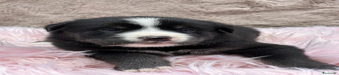 Otras razas Cachorro 4